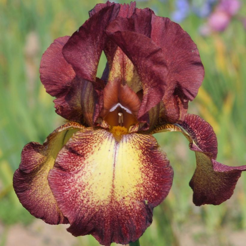 Iris Provençal - Schwertlilie (Blüte)