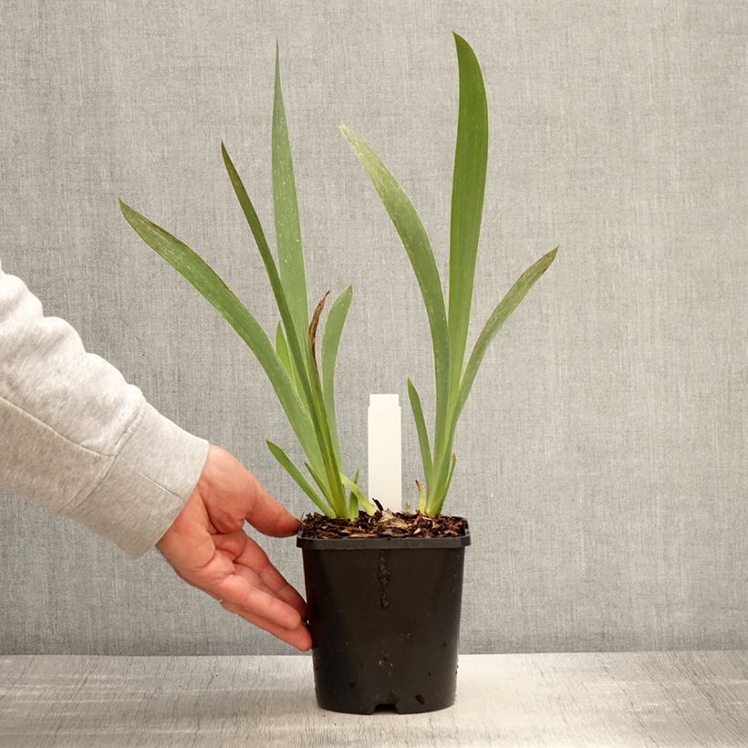 Exemplar von Iris germanica Siva Siva - Iris des Jardins - Pot de 1,5L/2L wie im Frühjahr geliefert