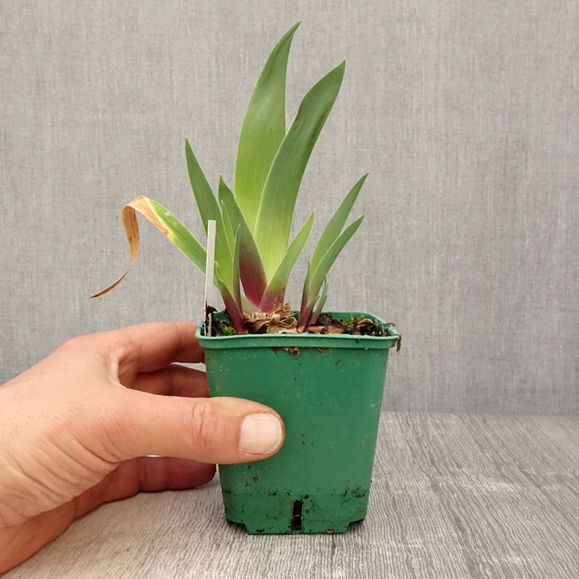 Exemplar von Iris Stellata - Schwertlilie Kleine Töpfe von 8/9 cm wie im Frühjahr geliefert