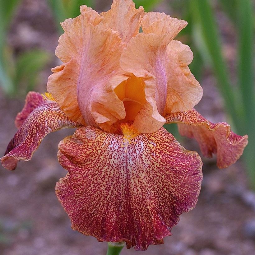 Iris Tanzanian Tangerine - Schwertlilie (Blüte)