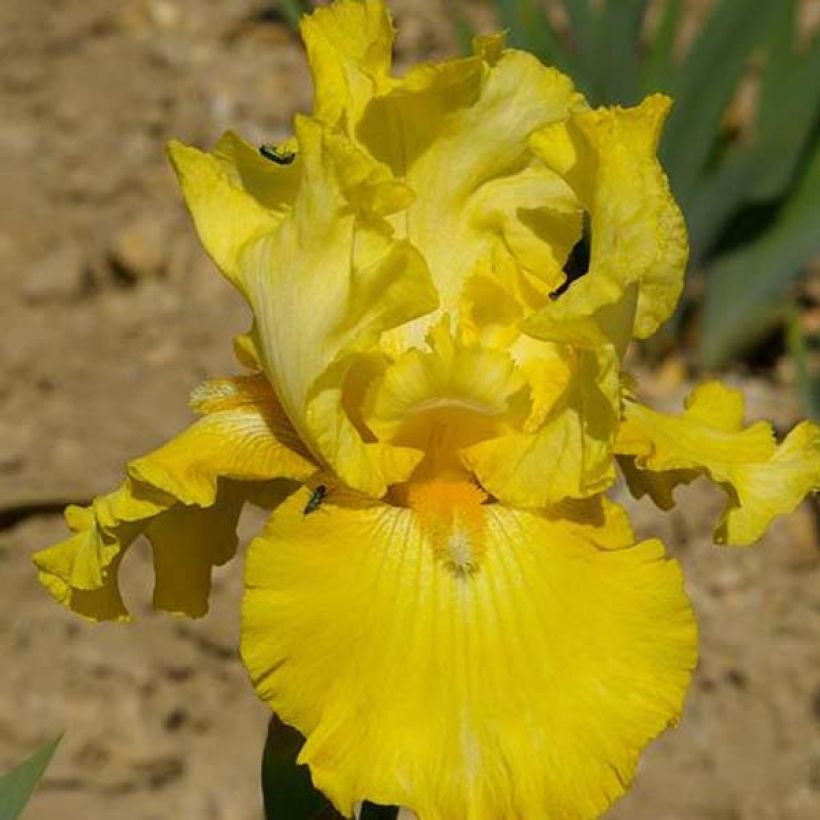 Iris Golden Immortal - Schwertlilie (Blüte)