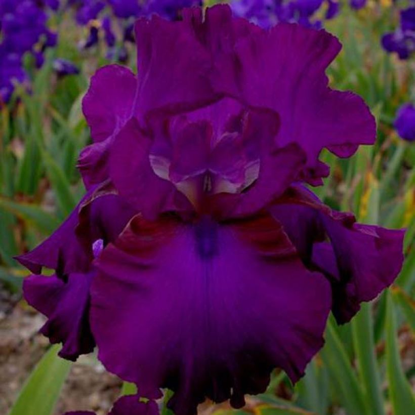 Iris Gipsy Romance - Schwertlilie (Blüte)