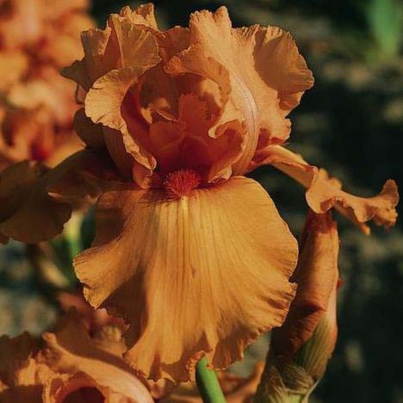 Iris Orange Embers - Schwertlilie (Blüte)