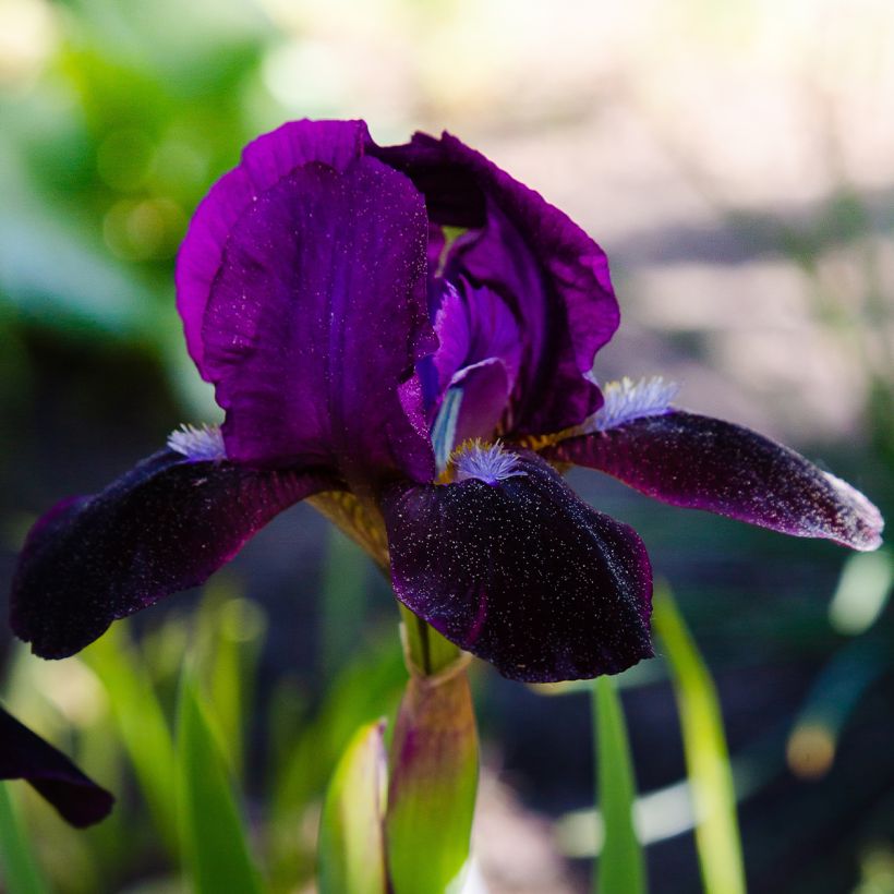 Iris pumila Jewel Baby - Kleine Schwertlilie (Blüte)