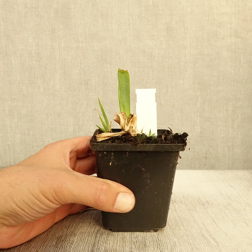 Exemplar von Iris pumila Volts - Iris nain ou de rocaille Rhizome ou godet wie im Herbst geliefert