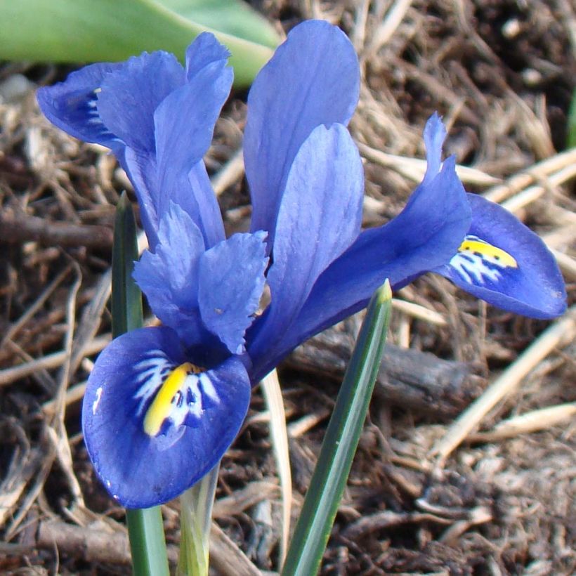 Iris reticulata Harmony - Netzblatt-Schwertlilie (Blüte)