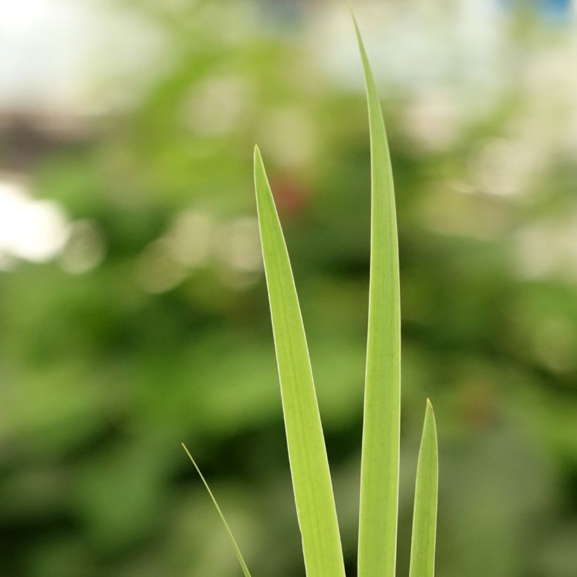 Iris setosa - Borsten-Schwertlilie (Laub)