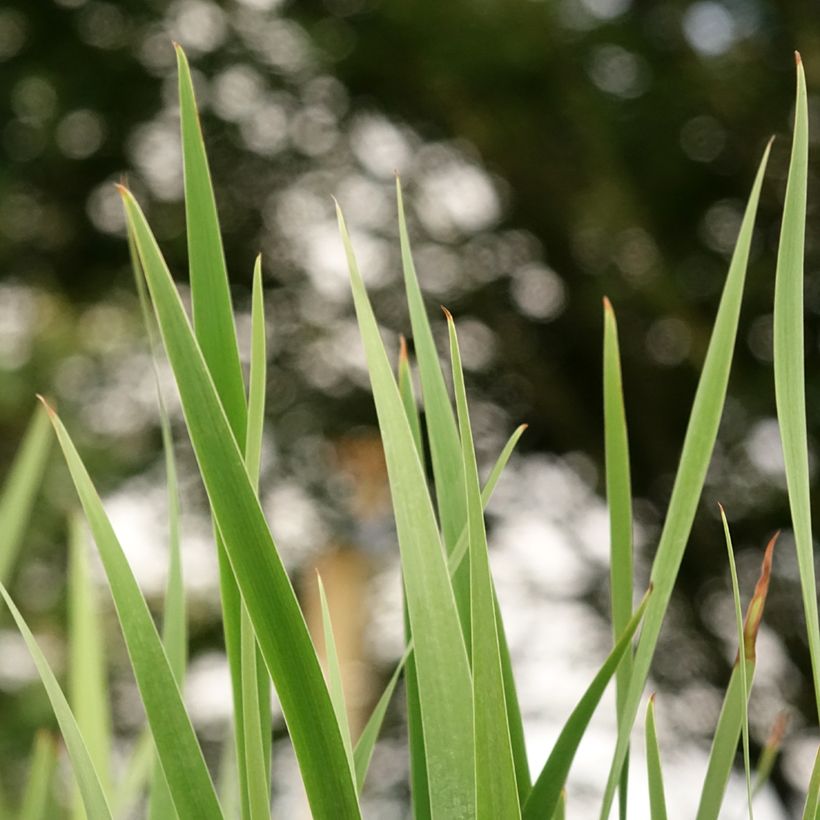 Iris sibirica Imperial Opal - Sibirische Schwertlilie (Laub)