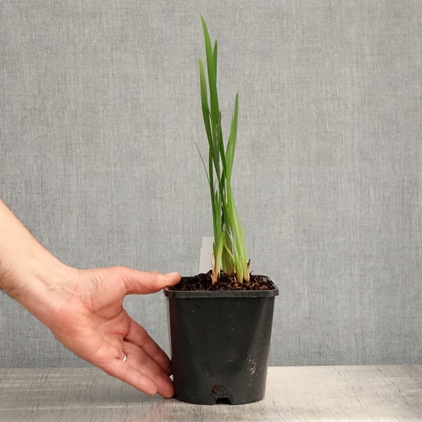 Exemplar von Iris sibirica Paprikash - Sibirische Schwertlilie Topf mit 1,5L/2L wie im Frühjahr geliefert