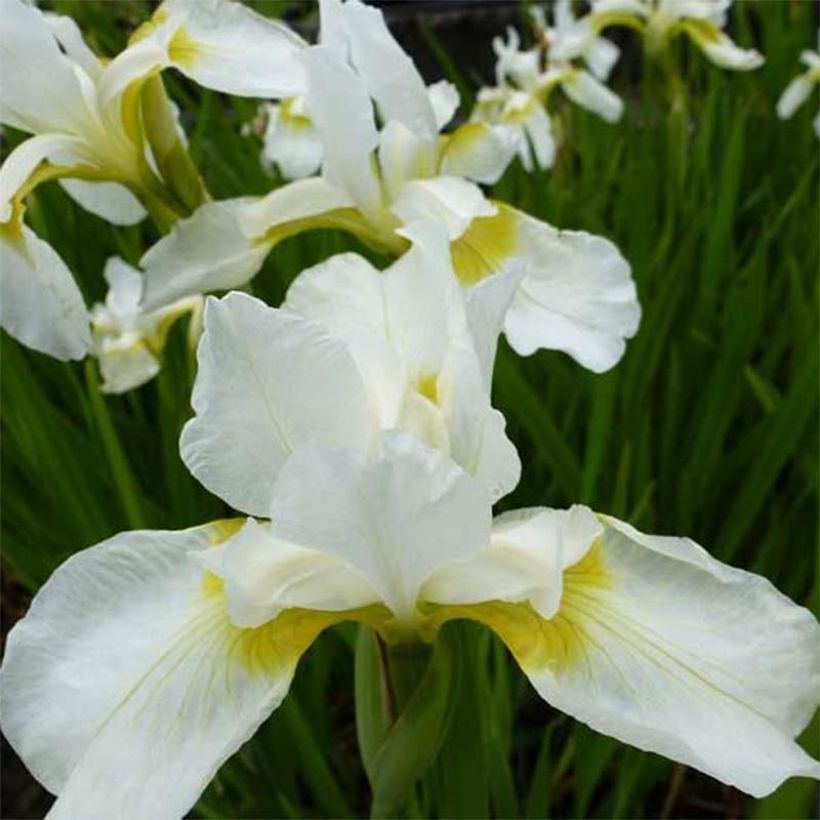 Iris sibirica Snow Queen - Sibirische Schwertlilie (Blüte)