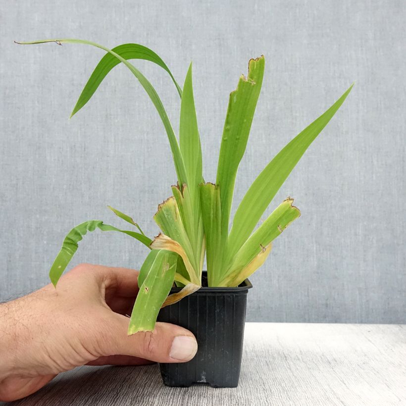 Exemplar von Iris tectorum - Iris des toits Godet de 8/9 cm wie im Herbst geliefert