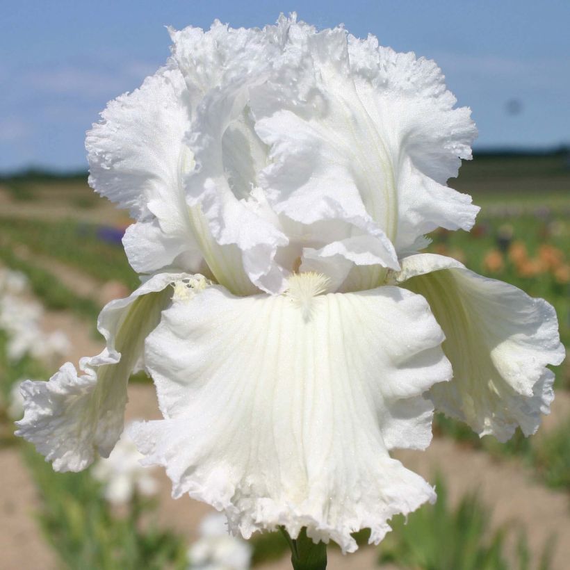 Iris Laced Cotton - Schwertlilie (Blüte)