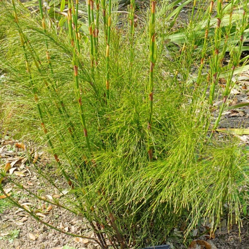 Ischyrolepis subverticillata - Restio (Laub)