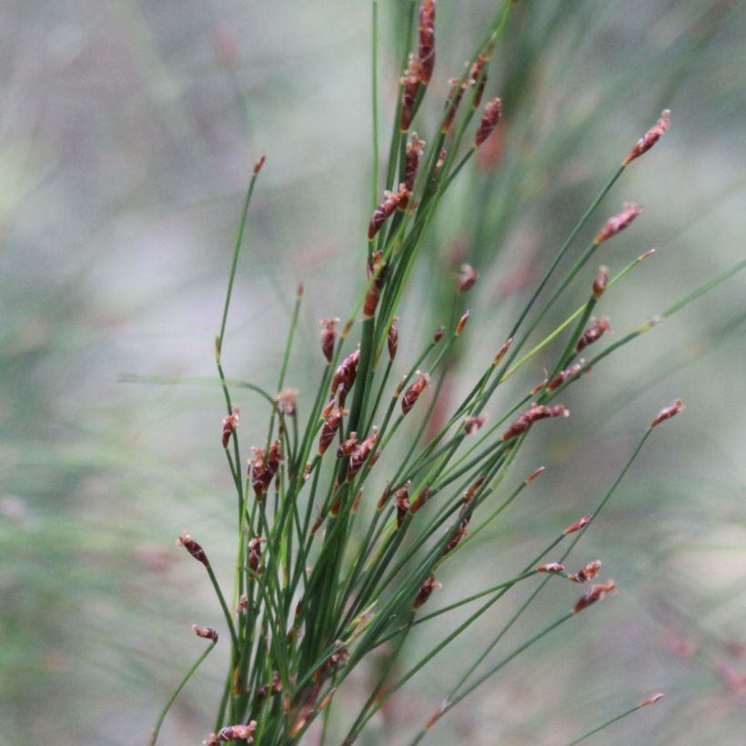 Ischyrolepis subverticillata - Restio (Blüte)