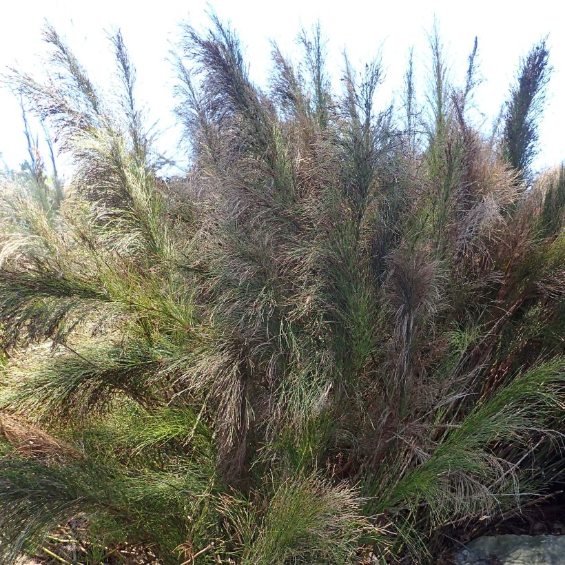 Ischyrolepis subverticillata - Restio (Hafen)