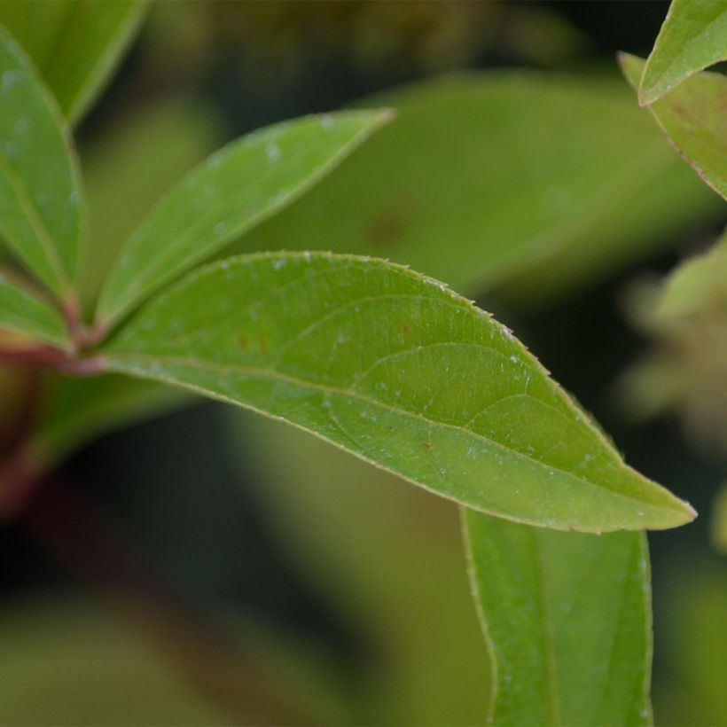 Itea virginica Henry's Garnet - Viriginische Rosmarinweide (Laub)