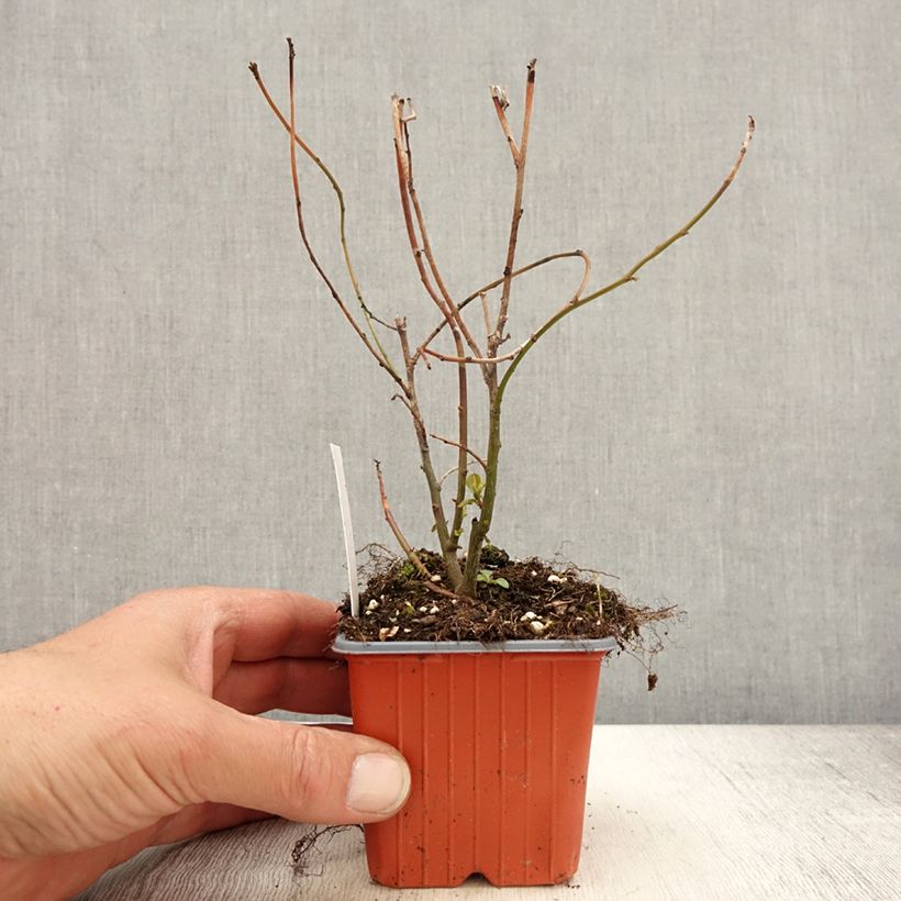 Exemplar von Itea virginica Henry's Garnet - Itea de Virginie - Godet de 8/9 cm wie im Frühjahr geliefert