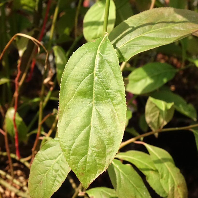 Itea virginica Love Child - Viriginische Rosmarinweide (Laub)