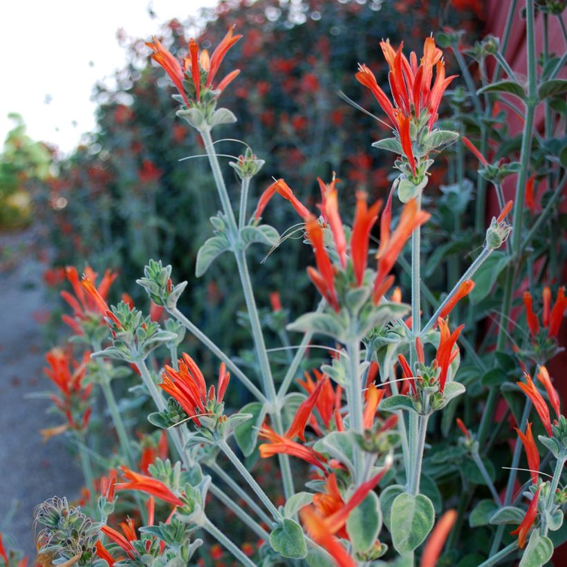 Dicliptera squarrosa (Blüte)