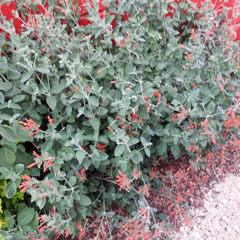 Dicliptera squarrosa (Hafen)