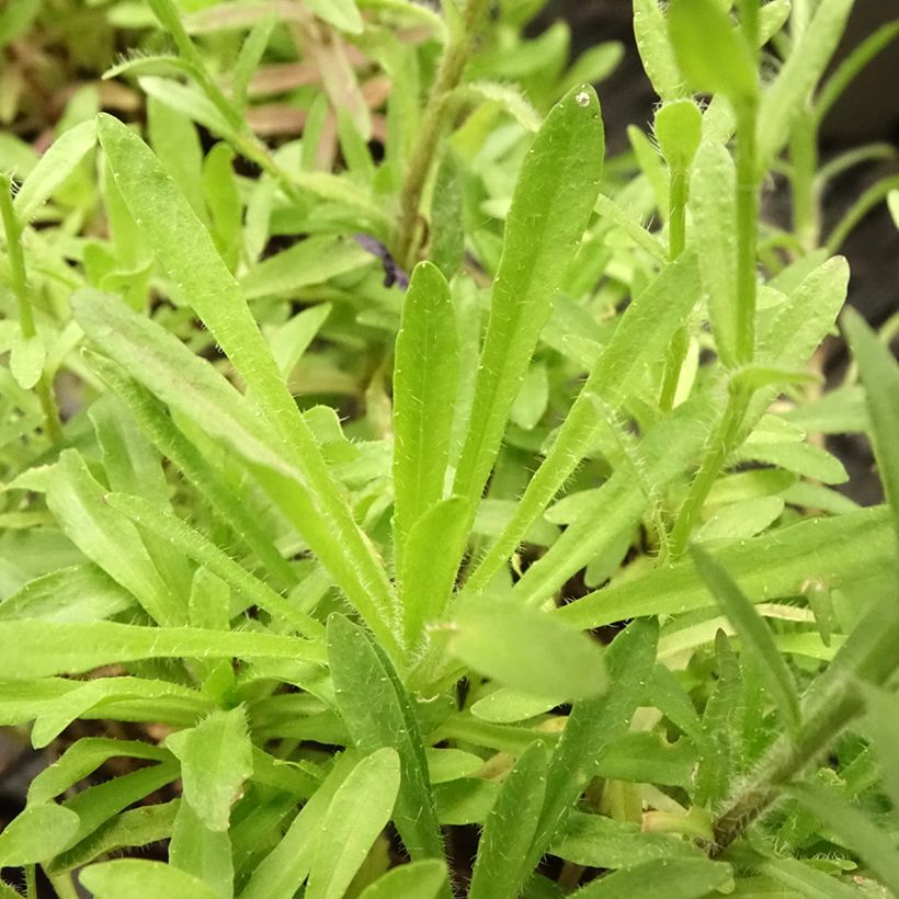 Jasione laevis Blaulicht - Ausdauerndes Sandglöckchen (Laub)