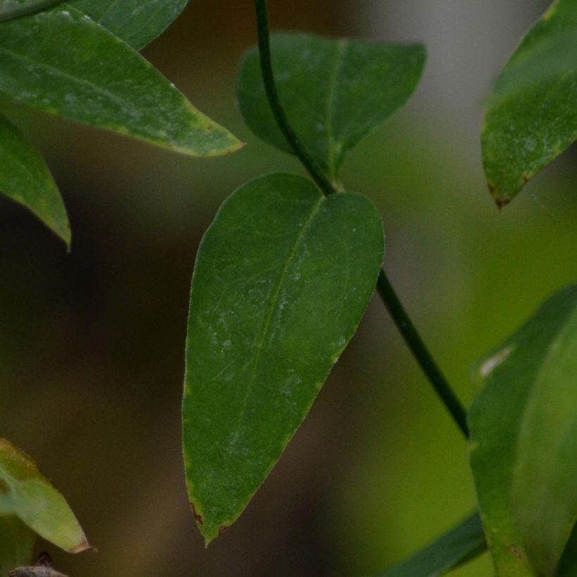 Jasminum beesianum - Rosa Jasmin (Laub)