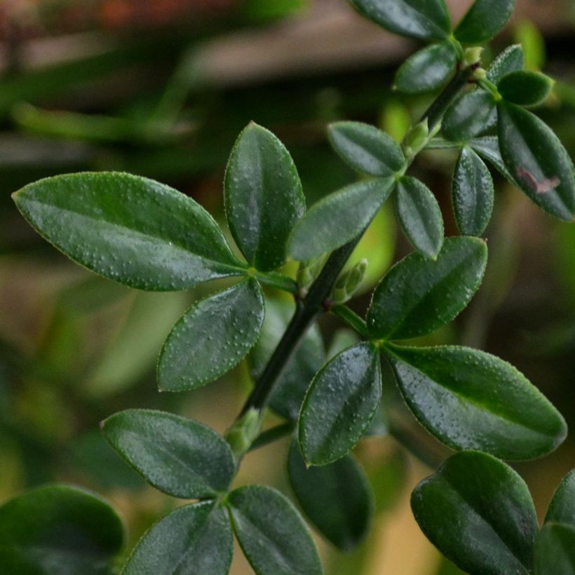 Jasminum nudiflorum - Winter-Jasmin (Laub)