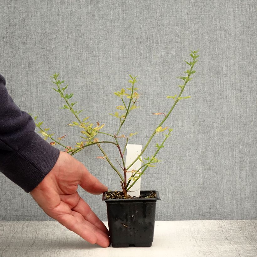 Exemplar von Jasminum nudiflorum - Winter-Jasmin Kleine Töpfe von 8/9 cm wie im Sommer geliefert