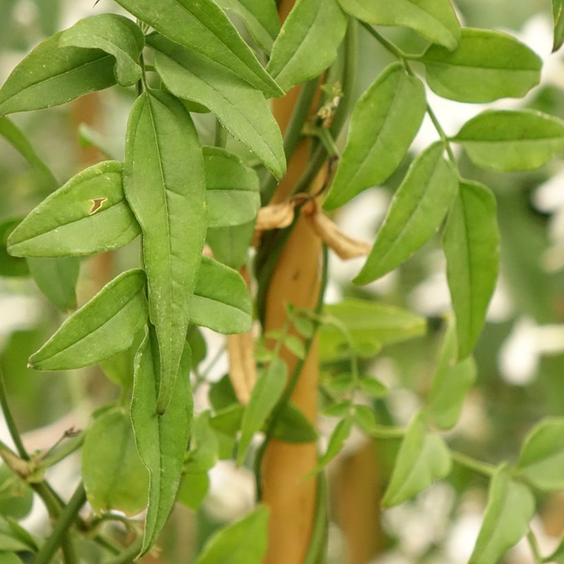 Jasminum polyanthum - Zimmer-Jasmin (Laub)