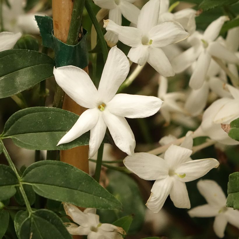 Jasminum polyanthum - Zimmer-Jasmin (Blüte)