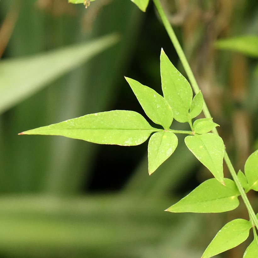 Jasminum officinalis f. affine Affinis - Echte Jasmin (Laub)