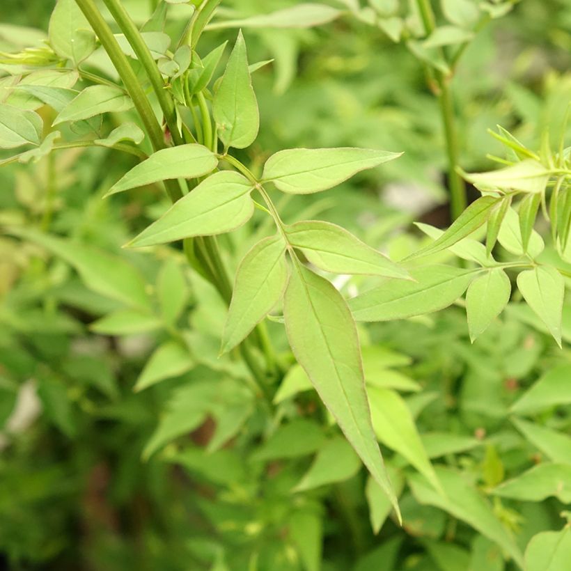 Jasminum officinalis f. affine Affinis - Echte Jasmin (Laub)