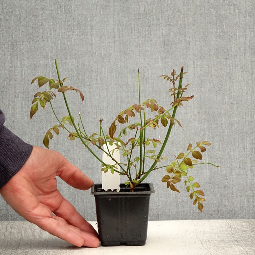 Exemplar von Jasmin officinal - Jasminum officinale livré en godet de 9cm wie im Sommer geliefert