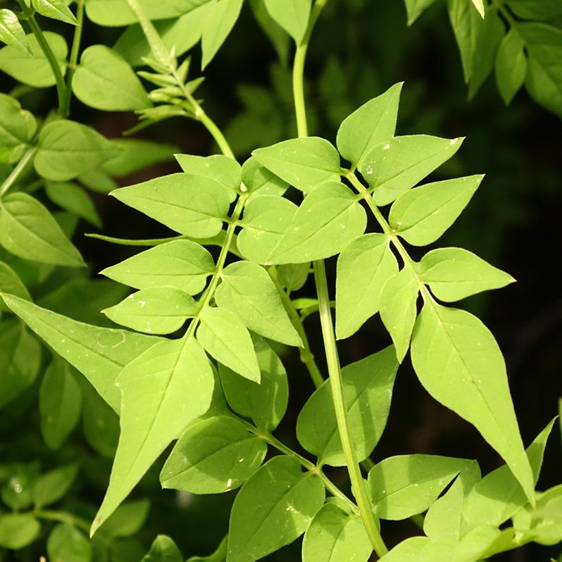 Jasminum officinale Clotted Cream - Echte Jasmin (Laub)