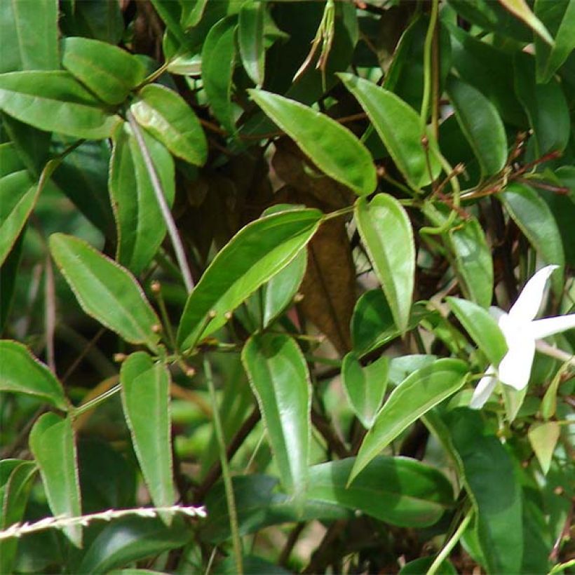 Jasminum polyanthum - Zimmer-Jasmin (Blüte)