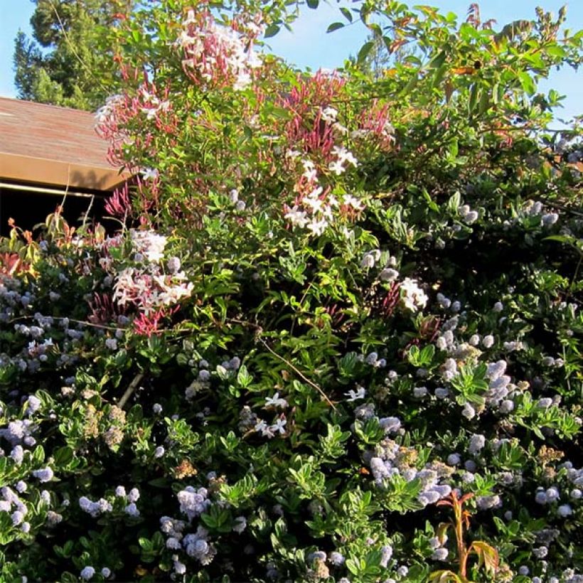 Jasminum polyanthum - Zimmer-Jasmin (Hafen)