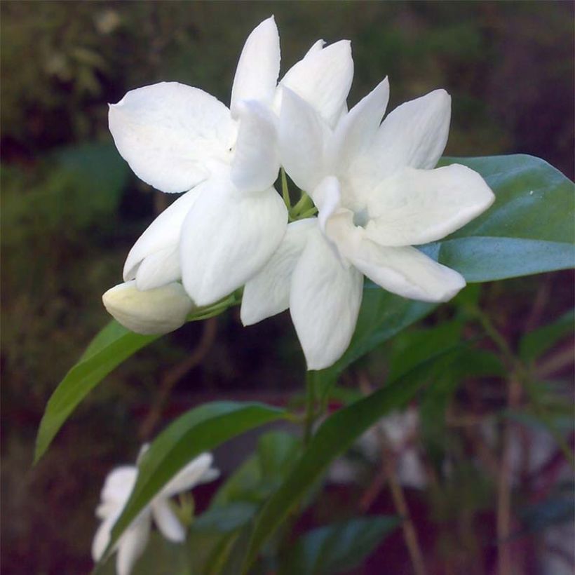 Jasminum sambac - Arabischer Jasmin (Blüte)