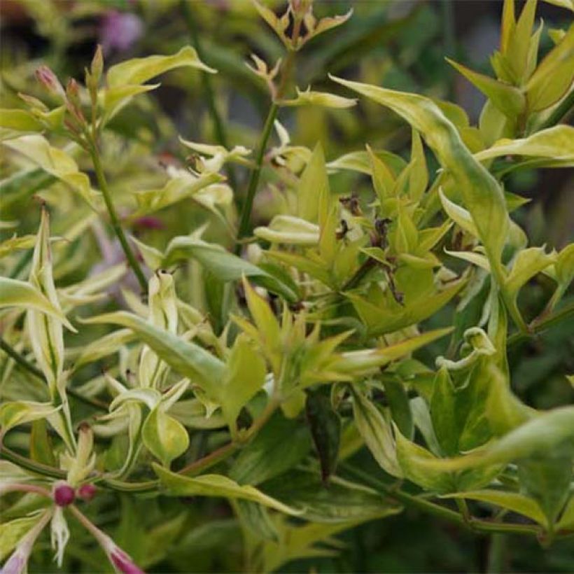 Jasminum stephanense - Rosa Jasmin (Laub)