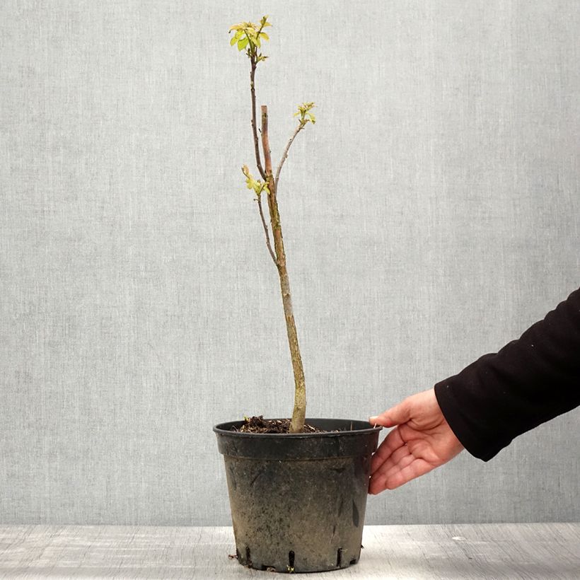 Exemplar von Schwarznuss - Juglans nigra Topf mit 4L/5LGelieferte Höhe ca. 20/60cm wie im Frühjahr geliefert