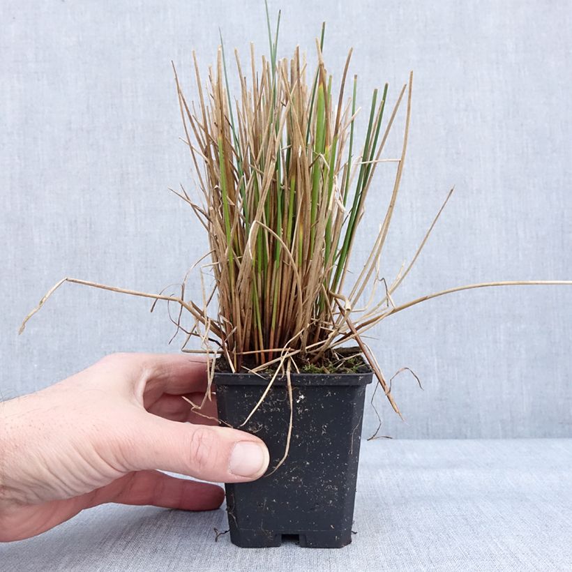 Exemplar von Juncus effusus - Flatter-Binse Kleine Töpfe von 8/9 cm wie im Winter geliefert