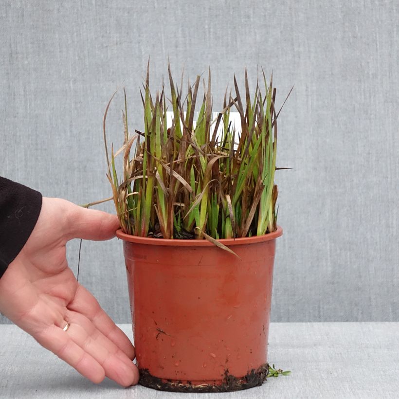 Exemplar von Juncus ensifolius - Schwertblättrige Binse Topf mit 1L/1,5L wie im Winter geliefert