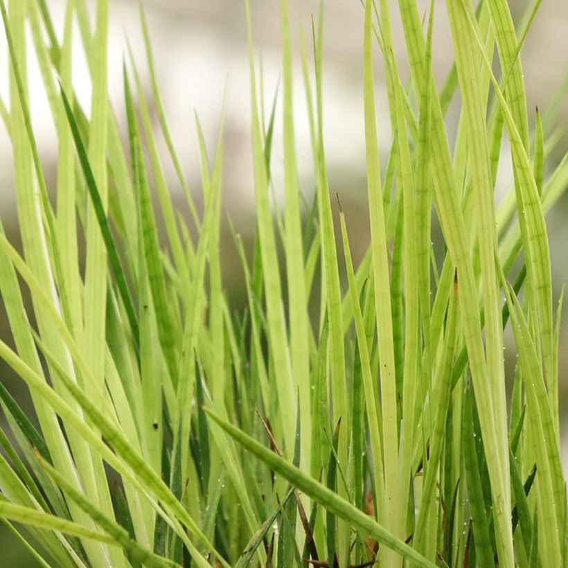 Juncus ensifolius - Schwertblättrige Binse (Laub)