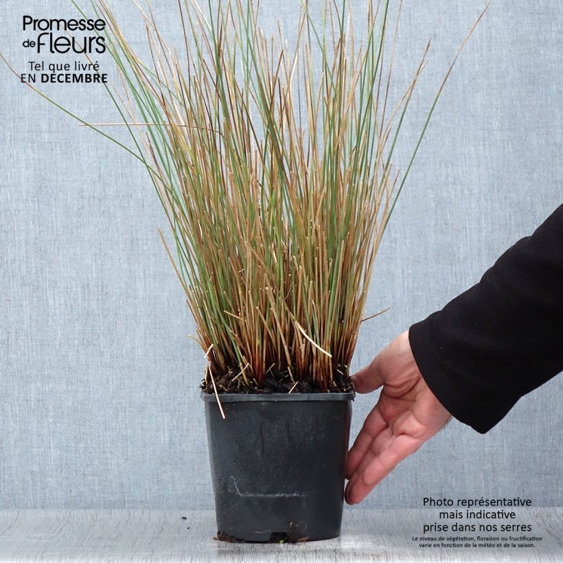 Exemplar von Juncus inflexus Blue Arrows - Jonc glauque Pot de 2L/3L wie im Herbst geliefert