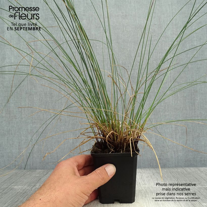 Exemplar von Juncus inflexus - Jonc des jardiniers en godet de 9 cm wie im Herbst geliefert