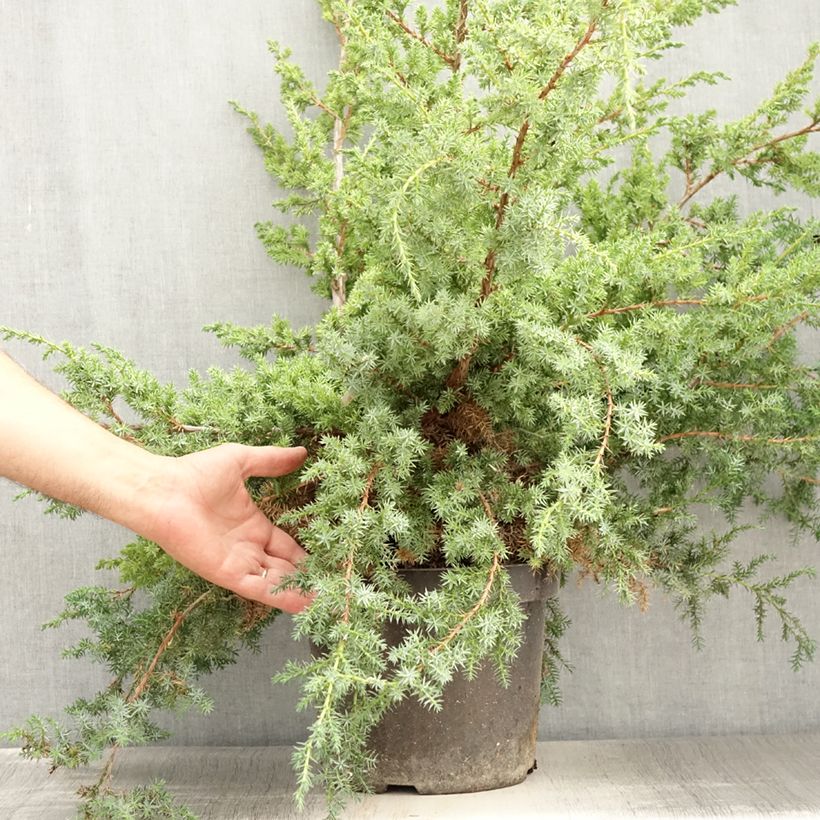 Exemplar von Juniperus chinensis Blue Alps - Genévrier de Chine en pot de 7,5L/10L wie im Sommer geliefert