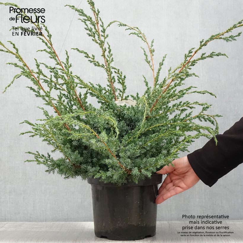 Exemplar von Juniperus chinensis Blue Alps wie im Winter geliefert