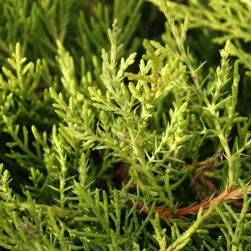 Juniperus pfitzeriana Golden Saucer (Laub)