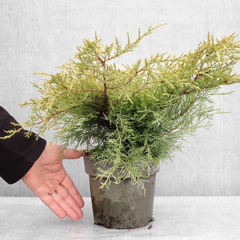 Exemplar von Juniperus pfitzeriana Golden Saucer Topf mit 2L/3L wie im Winter geliefert