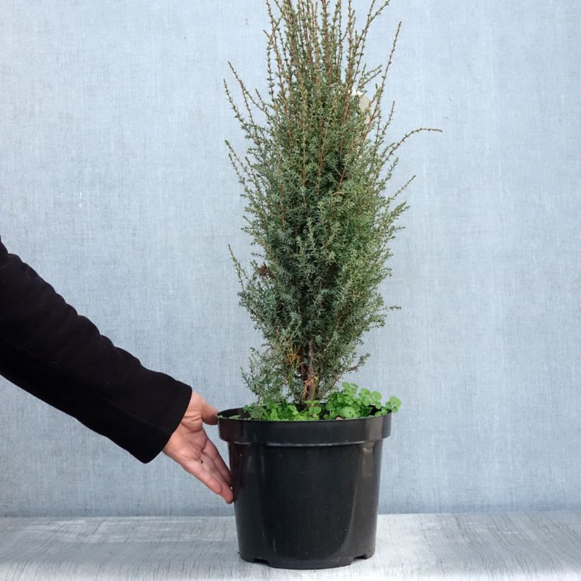 Exemplar von Juniperus communis Arnold - Genévrier commun en pot de 7,5L/10L wie im Herbst geliefert