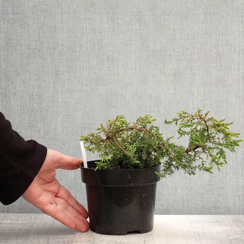 Exemplar von Juniperus communis subsp. hemisphaerica Hornibrookii wie im Frühjahr geliefert